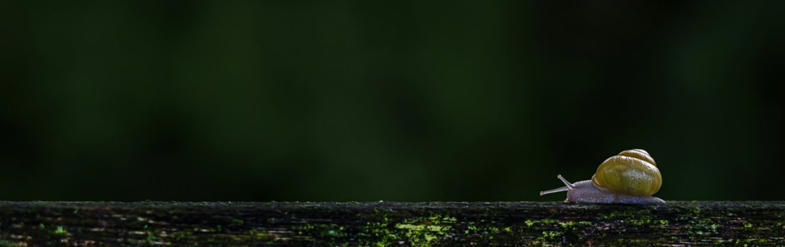 A small yellow bird sitting on top of a wooden fence