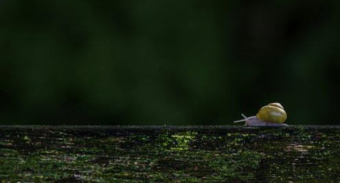A small yellow bird sitting on top of a wooden fence
